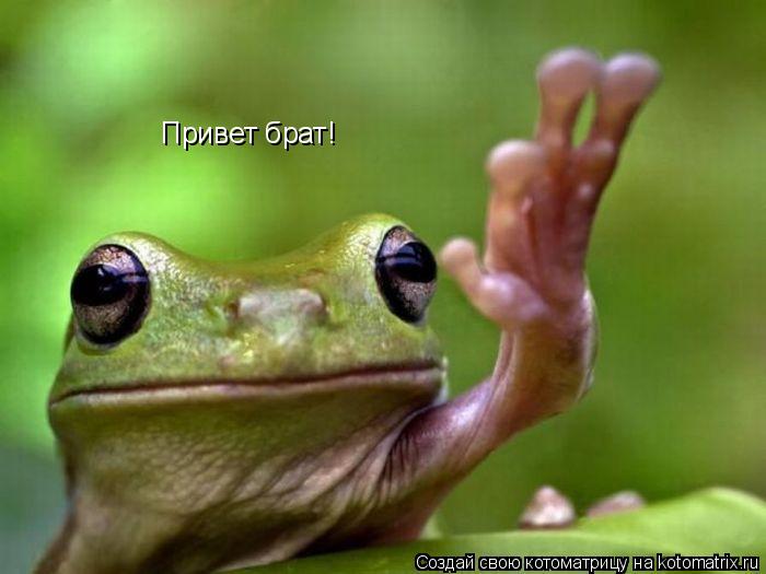 Привет брат!... Котоматрица: Привет брат!