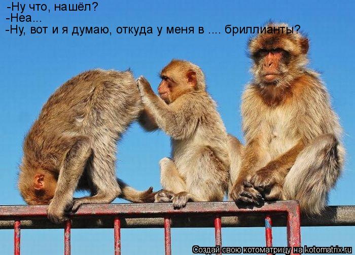 -Ну что, нашёл? -Неа... -Ну, вот и я думаю, откуда у меня в .... бриллианты?... Котоматрица: -Ну что, нашёл? -Неа... -Ну, вот и я думаю, откуда у меня в .... бриллианты?