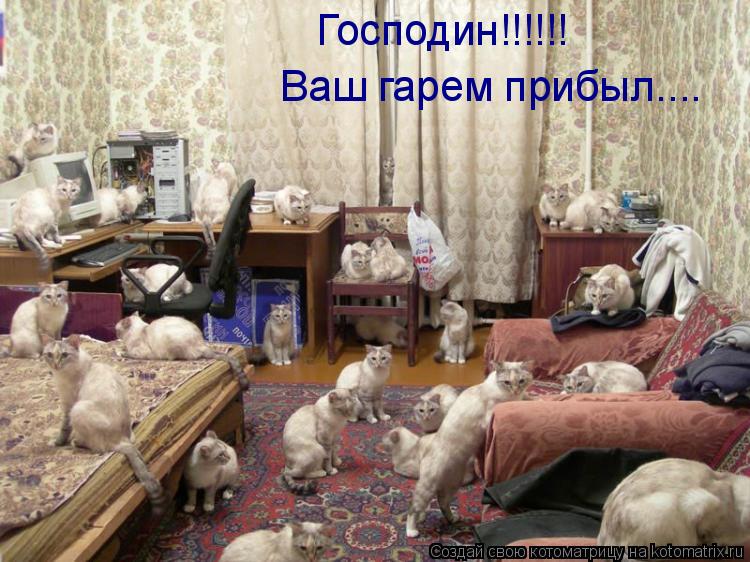 Господин!!!!!! Ваш гарем прибыл....... Котоматрица: Господин!!!!!! Ваш гарем прибыл....