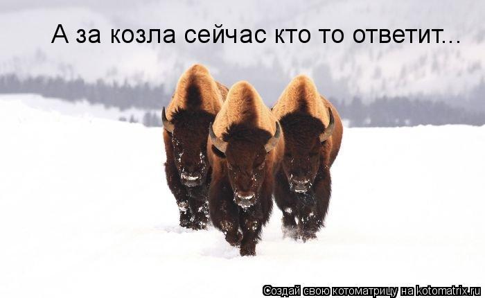 А за козла сейчас кто то ответит...... Котоматрица: А за козла сейчас кто то ответит...