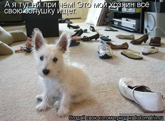 А я тут ни при чём! Это мой хозяин всё свою золушку ищет.... Котоматрица: А я тут ни при чём! Это мой хозяин всё свою золушку ищет.