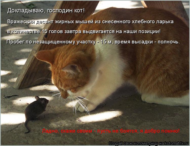 Докладываю, господин кот! Вражеский десант жирных мышей из снесенного хлебного ларька Ладно, скажи св... Котоматрица: Докладываю, господин кот! Вражеский десант жирных мышей из снесенного хлебного ларька Ладно, скажи своим - пусть не боятся, я добро помню! в