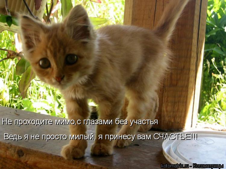 Не проходите мимо,с глазами без участья Ведь я не просто милый, я принесу вам СЧАСТЬЕ!!!... Котоматрица: Не проходите мимо,с глазами без участья Ведь я не просто милый, я принесу вам СЧАСТЬЕ!!!