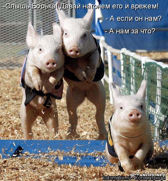 -Слышь Борька! Давай нагонем его и врежем! - А если он нам? - А нам за что?... Котоматрица: -Слышь Борька! Давай нагонем его и врежем! - А если он нам? - А нам за что?