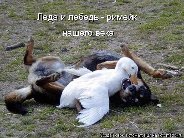Леда и лебедь - римейк нашего века... Котоматрица: Леда и лебедь - римейк нашего века