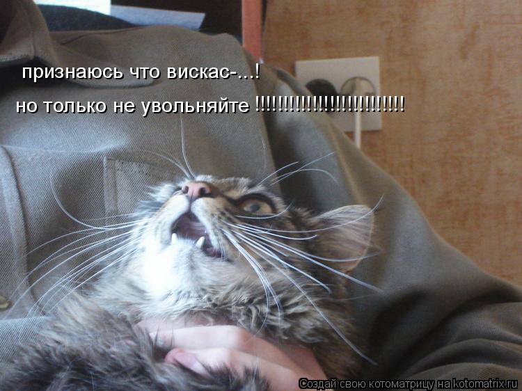 признаюсь что вискас-...! но только не увольняйте !!!!!!!!!!!!!!!!!!!!!!!!!!... Котоматрица: признаюсь что вискас-...! но только не увольняйте !!!!!!!!!!!!!!!!!!!!!!!!!!