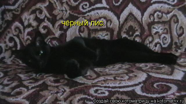 чёрный лис.... Котоматрица: чёрный лис.