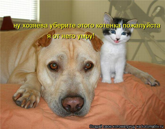 ну хозяева уберите этого котенка пожалуйста я от него умру!... Котоматрица: ну хозяева уберите этого котенка пожалуйста я от него умру!