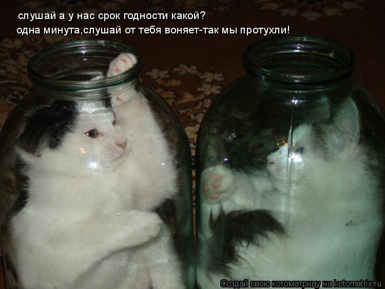 слушай а у нас срок годности какой? одна минута,слушай от тебя воняет-так мы протухли!... Котоматрица: слушай а у нас срок годности какой? одна минута,слушай от тебя воняет-так мы протухли!