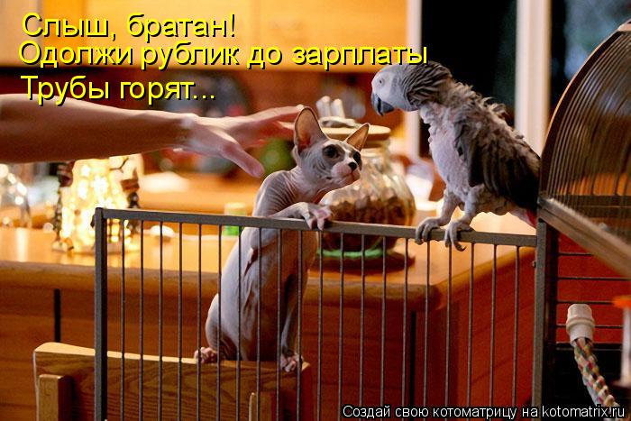 Слыш, братан! Одолжи рублик до зарплаты Трубы горят...... Котоматрица: Слыш, братан! Одолжи рублик до зарплаты Трубы горят...