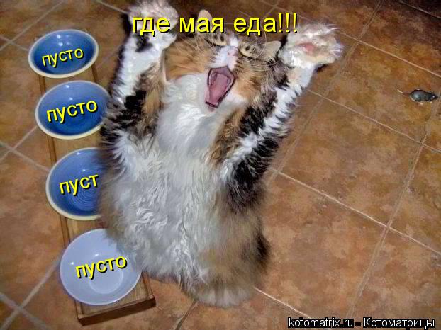 где мая еда!!! пусто пуст пусто пусто... Котоматрица: где мая еда!!! пусто пуст пусто пусто