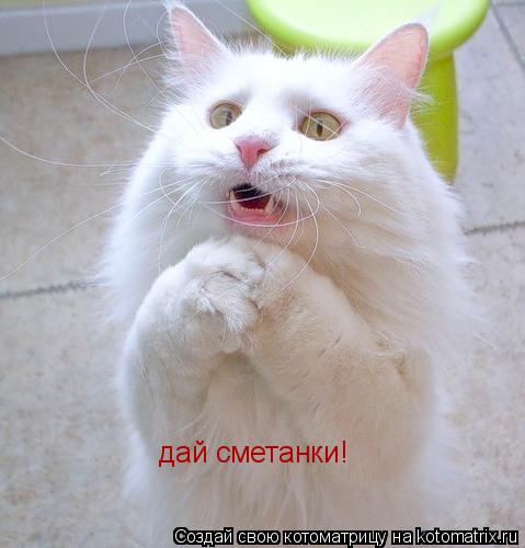 дай сметанки!... Котоматрица: дай сметанки!