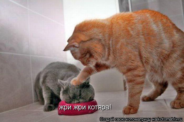 жри жри котяра!... Котоматрица: жри жри котяра!