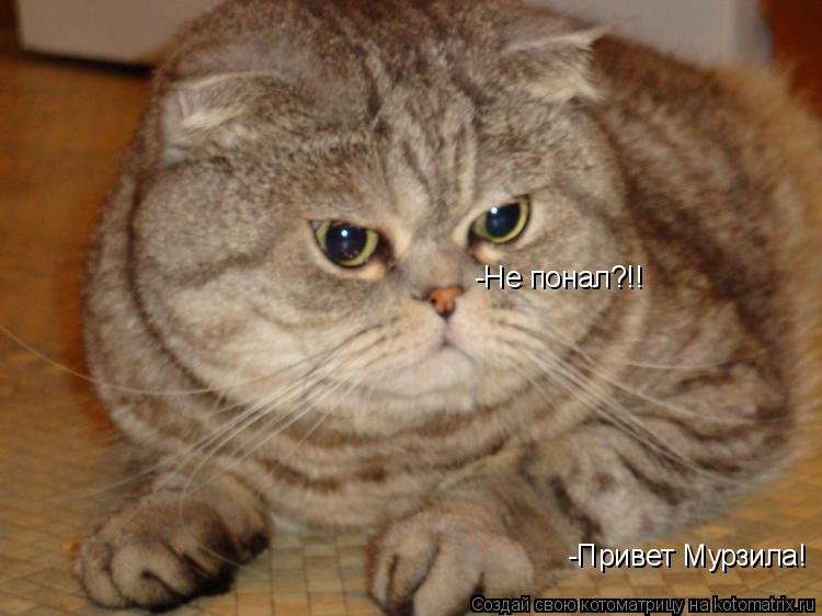 -Привет Мурзила! -Не понал?!!... Котоматрица: -Привет Мурзила! -Не понал?!!