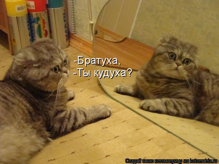 -Братуха, -Ты кудуха?... Котоматрица: -Братуха, -Ты кудуха?