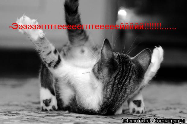 -Ээээээгггггеееееггггеееееййййй!!!!!!!......... Котоматрица: -Ээээээгггггеееееггггеееееййййй!!!!!!!......