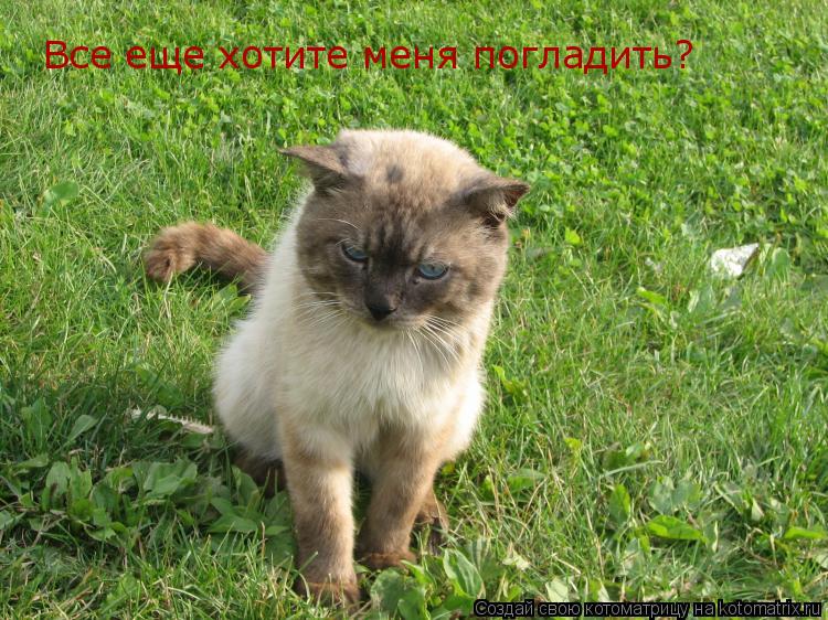 Все еще хотите меня погладить?... Котоматрица: Все еще хотите меня погладить?