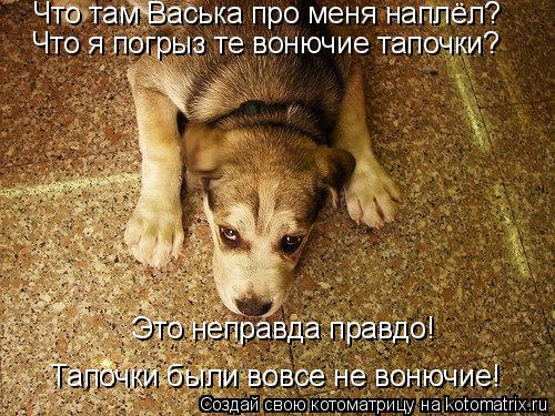 Что там Васька про меня наплёл? Что я погрыз те вонючие тапочки? Это неправда правдо! Тапочки были во... Котоматрица: Что там Васька про меня наплёл? Что я погрыз те вонючие тапочки? Это неправда правдо! Тапочки были вовсе не вонючие!