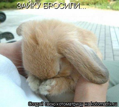 ЗАЙКУ БРОСИЛИ... ЗАЙКУ БРОСИЛИ...... Котоматрица: ЗАЙКУ БРОСИЛИ... ЗАЙКУ БРОСИЛИ...