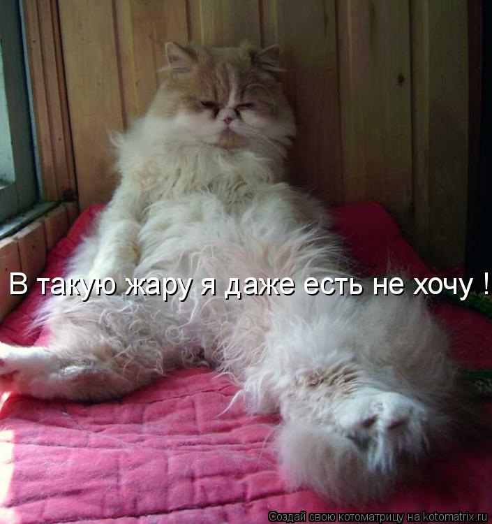 В такую жару я даже есть не хочу !!!!... Котоматрица: В такую жару я даже есть не хочу !!!!