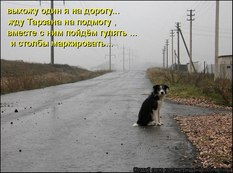 выхожу один я на дорогу... жду Тарзана на подмогу , вместе с ним пойдём гулять ... и столбы маркирова... Котоматрица: выхожу один я на дорогу... жду Тарзана на подмогу , вместе с ним пойдём гулять ... и столбы маркировать...