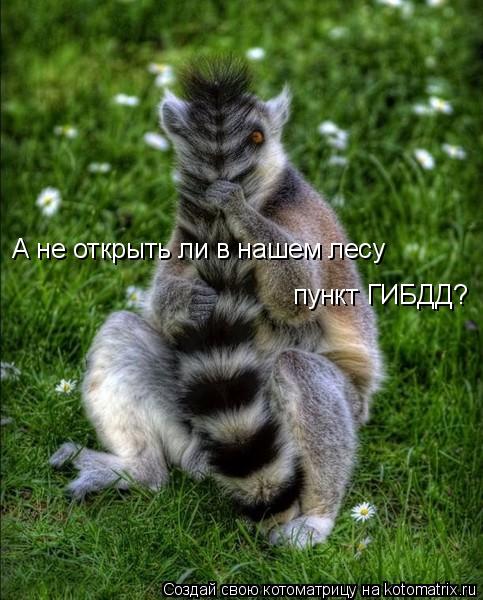 А не открыть ли в нашем лесу пункт ГИБДД?... Котоматрица: А не открыть ли в нашем лесу пункт ГИБДД?