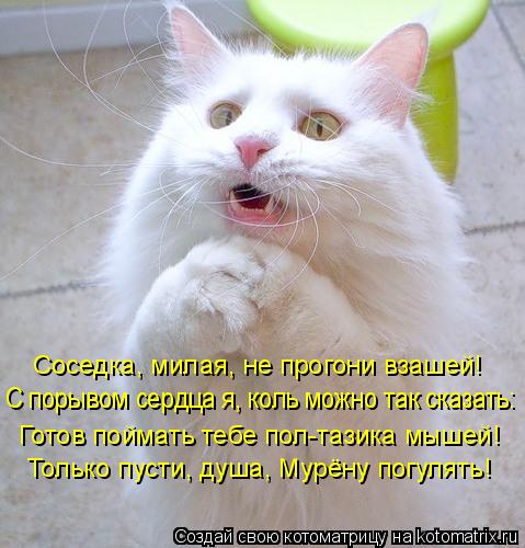С порывом сердца я, коль можно так сказать: Готов поймать тебе пол-тазика мышей! Соседка, милая, не п... Котоматрица: С порывом сердца я, коль можно так сказать: Готов поймать тебе пол-тазика мышей! Соседка, милая, не прогони взашей! Только пусти, душа, Мурёну