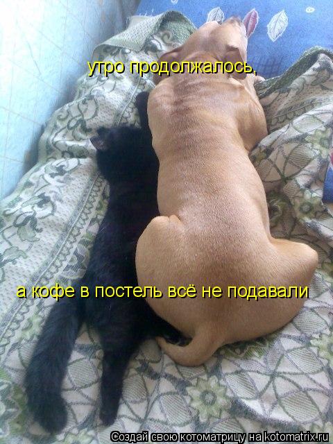 утро продолжалось, а кофе в постель всё не подавали... Котоматрица: утро продолжалось, а кофе в постель всё не подавали