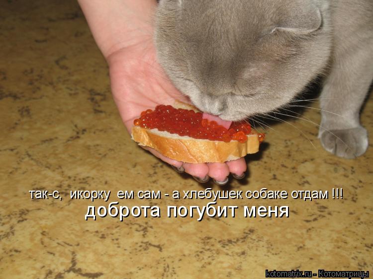 так-с, икорку ем сам - а хлебушек собаке отдам !!! доброта погубит меня... Котоматрица: так-с, икорку ем сам - а хлебушек собаке отдам !!! доброта погубит меня