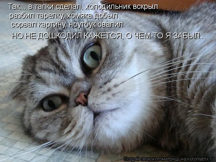 Так... в тапки сделал, холодильник вскрыл разбил тарелку, хомяка добыл сорвал картину, ноутбук свал... Котоматрица: Так... в тапки сделал, холодильник вскрыл разбил тарелку, хомяка добыл сорвал картину, ноутбук свалил НО НЕ ДОШКОДИЛ КАЖЕТСЯ, О ЧЕМ-ТО Я ЗАБ