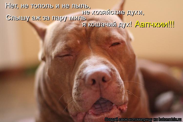 Нет, не тополь и не пыль, Слышу аж за пару миль не хозяйские духи, я кошачий дух! Аапчхии!!!... Котоматрица: Нет, не тополь и не пыль, Слышу аж за пару миль не хозяйские духи, я кошачий дух! Аапчхии!!!