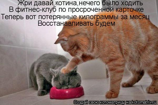Жри давай,котина,нечего было ходить В фитнес-клуб по просроченной карточке Теперь вот потерянные кил... Котоматрица: Жри давай,котина,нечего было ходить В фитнес-клуб по просроченной карточке Теперь вот потерянные килограммы за месяц Восстанавливать буд