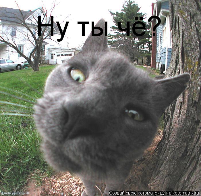 Ну ты чё?... Котоматрица: Ну ты чё?