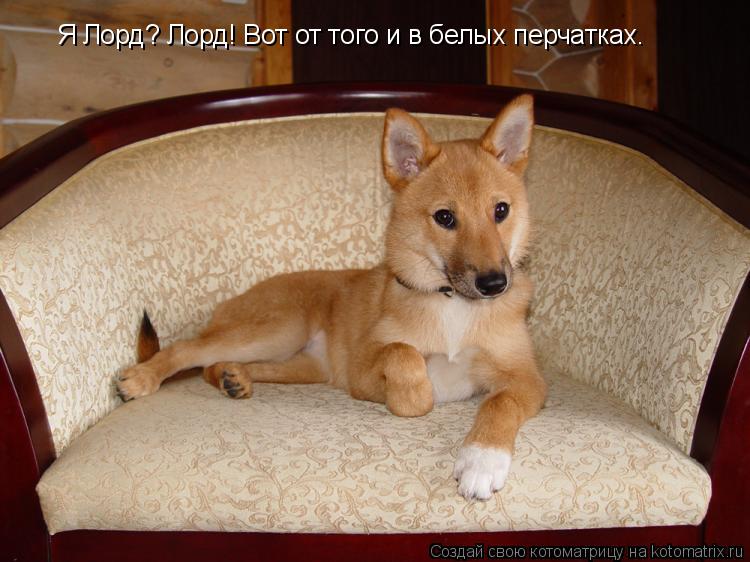 Я Лорд? Лорд! Вот от того и в белых перчатках.... Котоматрица: Я Лорд? Лорд! Вот от того и в белых перчатках.