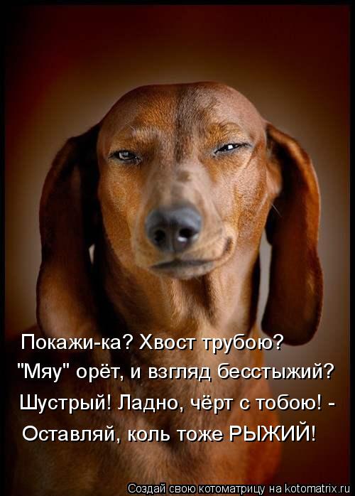 Покажи-ка? Хвост трубою? "Мяу" орёт, и взгляд бесстыжий? Шустрый! Ладно, чёрт с тобою! - Оставляй, ко... Котоматрица: Покажи-ка? Хвост трубою? "Мяу" орёт, и взгляд бесстыжий? Шустрый! Ладно, чёрт с тобою! - Оставляй, коль тоже РЫЖИЙ!