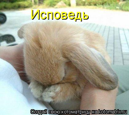 Исповедь... Котоматрица: Исповедь