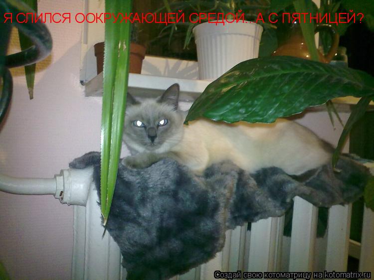 Я СЛИЛСЯ ООКРУЖАЮЩЕЙ СРЕДОЙ...А С ПЯТНИЦЕЙ?... Котоматрица: Я СЛИЛСЯ ООКРУЖАЮЩЕЙ СРЕДОЙ...А С ПЯТНИЦЕЙ?