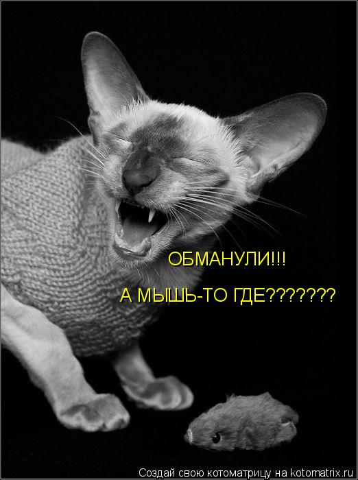 ОБМАНУЛИ!!! А МЫШЬ-ТО ГДЕ???????... Котоматрица: ОБМАНУЛИ!!! А МЫШЬ-ТО ГДЕ???????