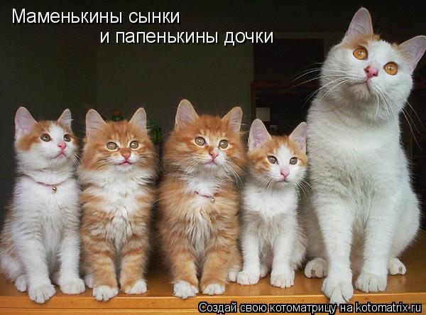 Маменькины сынки и папенькины дочки... Котоматрица: Маменькины сынки и папенькины дочки