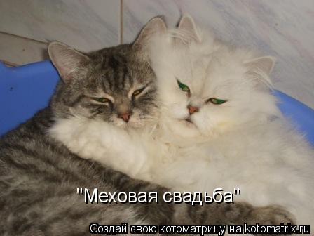 "Меховая свадьба"... Котоматрица: "Меховая свадьба"