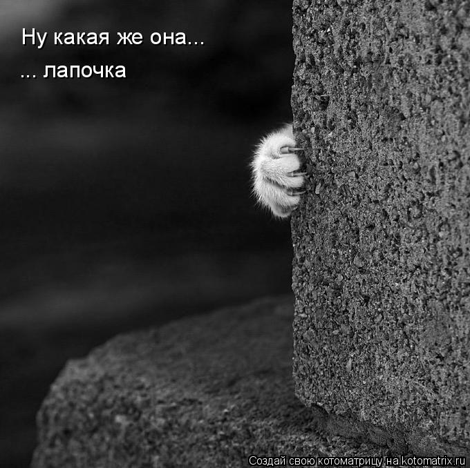 Ну какая же она... ... лапочка... Котоматрица: Ну какая же она... ... лапочка