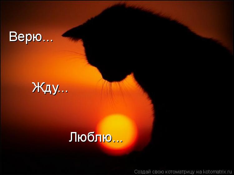 Верю... Жду... Люблю...... Котоматрица: Верю... Жду... Люблю...