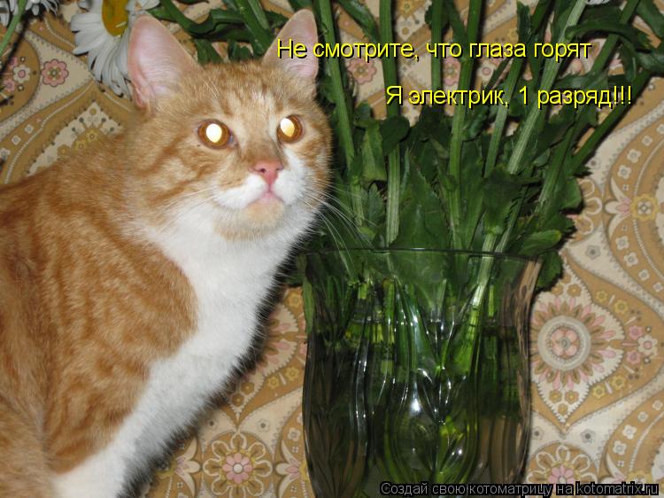 Не смотрите, что глаза горят Я электрик, 1 разряд!!!... Котоматрица: Не смотрите, что глаза горят Я электрик, 1 разряд!!!