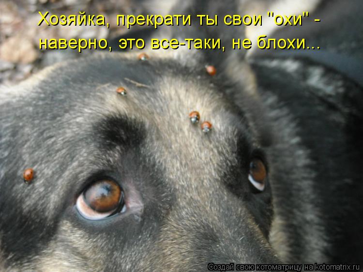 Хозяйка, прекрати ты свои "охи" - наверно, это все-таки, не блохи...... Котоматрица: Хозяйка, прекрати ты свои "охи" - наверно, это все-таки, не блохи...