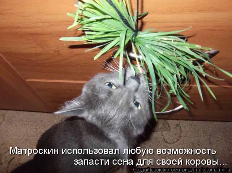 Матроскин использовал любую возможность запасти сена для своей коровы...... Котоматрица: Матроскин использовал любую возможность запасти сена для своей коровы...