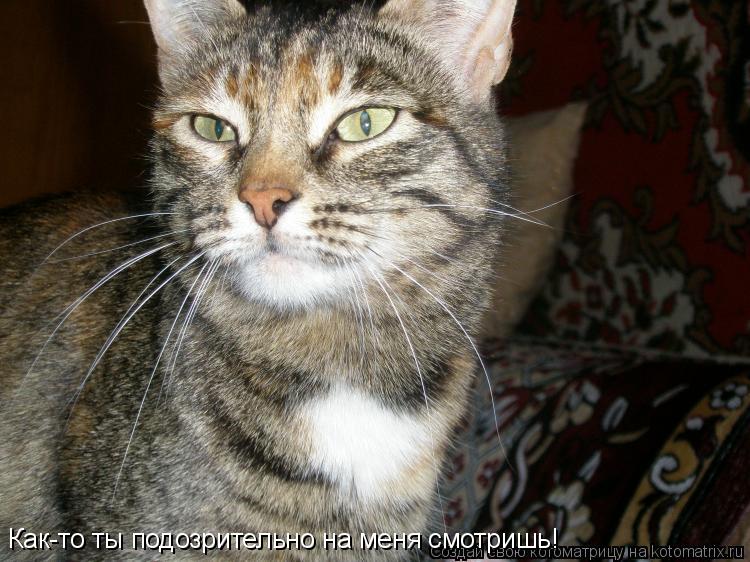 Как-то ты подозрительно на меня смотришь!... Котоматрица: Как-то ты подозрительно на меня смотришь!