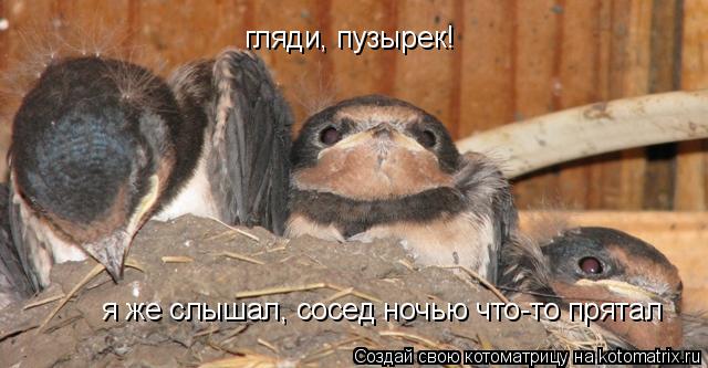 гляди, пузырек! я же слышал, сосед ночью что-то прятал... Котоматрица: гляди, пузырек! я же слышал, сосед ночью что-то прятал