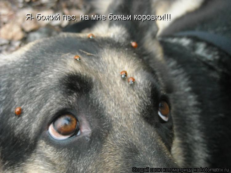 Я- божий пес, на мне божьи коровки!!!... Котоматрица: Я- божий пес, на мне божьи коровки!!!