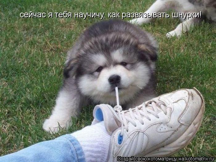 сейчас я тебя научичу, как развязывать шнурки!... Котоматрица: сейчас я тебя научичу, как развязывать шнурки!