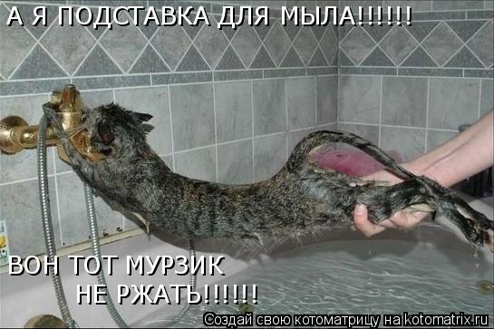 А Я ПОДСТАВКА ДЛЯ МЫЛА!!!!!! ВОН ТОТ МУРЗИК НЕ РЖАТЬ!!!!!! ЭТО Я СКАЗЛ... Котоматрица: А Я ПОДСТАВКА ДЛЯ МЫЛА!!!!!! ВОН ТОТ МУРЗИК НЕ РЖАТЬ!!!!!! ЭТО Я СКАЗЛ